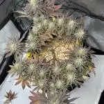 Ice dream cake