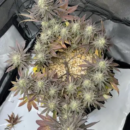 Ice dream cake