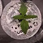 Papaya Cookies Athena DWC