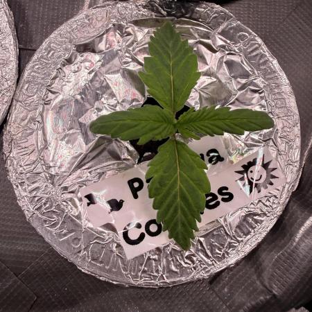 Papaya Cookies Athena DWC