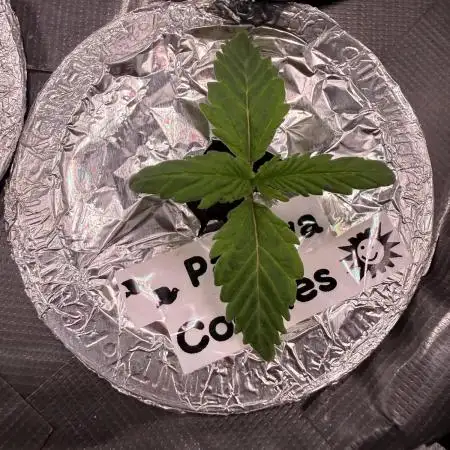 Papaya Cookies Athena DWC