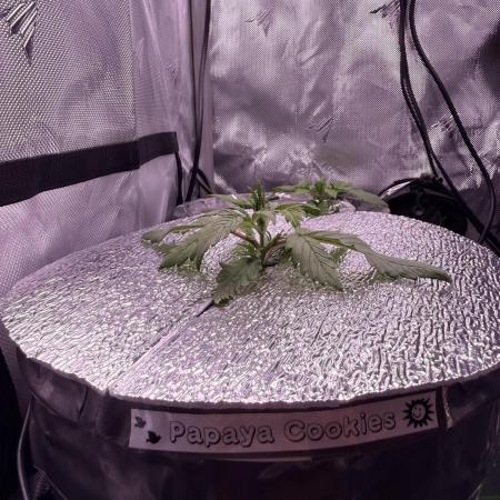 Papaya Cookies Athena DWC