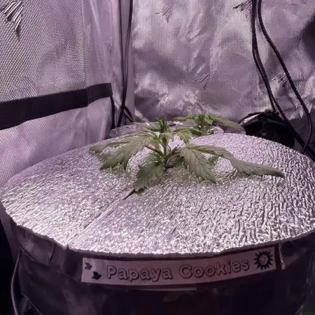 Papaya Cookies Athena DWC