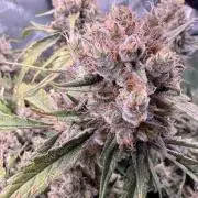 Papaya Cookies Athena DWC