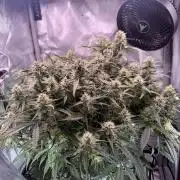 Papaya Cookies Athena DWC