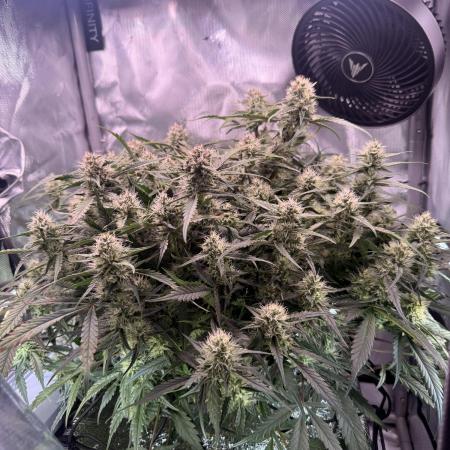 Papaya Cookies Athena DWC