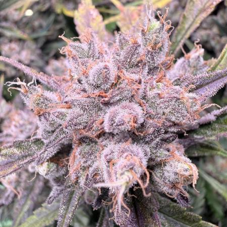 Papaya Cookies Athena DWC