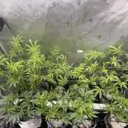 Clone to Harvest 2x4