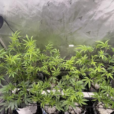 Clone to Harvest 2x4