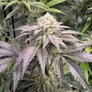 Clone to Harvest 2x4