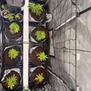 Clone to Harvest 2x4