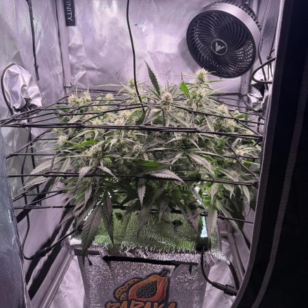 Papaya Cookies Athena DWC