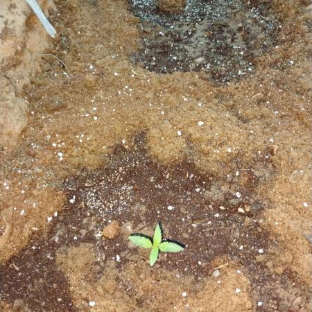 Jack herer high temperature grow outdoor