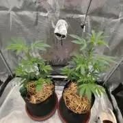 Super Buff Cherry in Living Soil