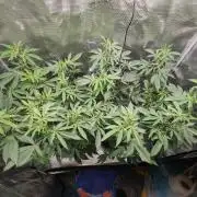 Super Buff Cherry in Living Soil