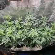 Super Buff Cherry in Living Soil