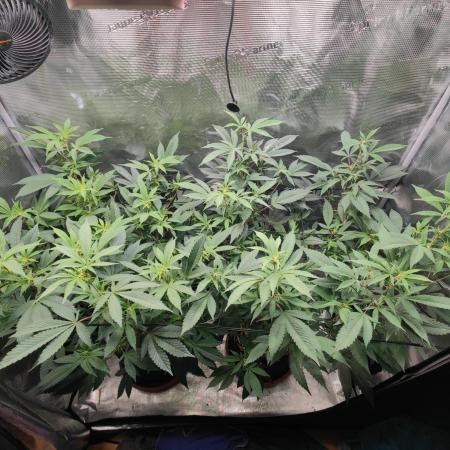 Super Buff Cherry in Living Soil