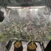 Super Buff Cherry in Living Soil