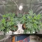 Super Buff Cherry in Living Soil