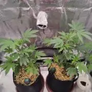 Super Buff Cherry in Living Soil