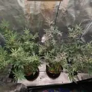 Super Buff Cherry in Living Soil