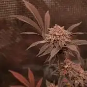 Super Buff Cherry in Living Soil