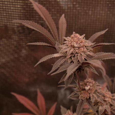 Super Buff Cherry in Living Soil