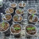 Bodhi Blueberry Hashplant