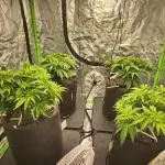 Future # 1 Feminized