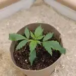 Living Soil with BlueSoak