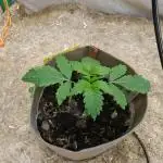 Living Soil Super Boof & Seriosa