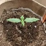 Living Soil with BlueSoak