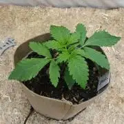 Living Soil Super Boof & Seriosa