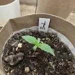 Living Soil Super Boof & Seriosa