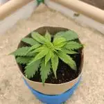 Strawberry Cough (Clones)