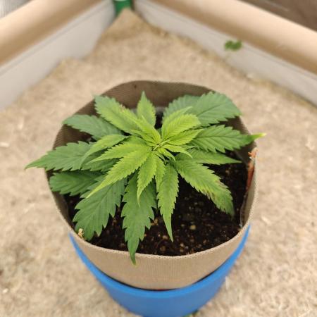 Strawberry Cough (Clones)