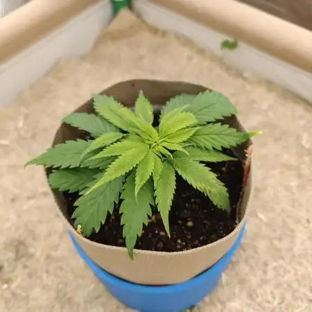Strawberry Cough (Clones)