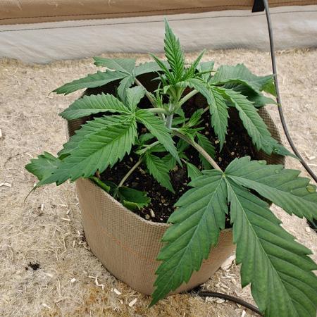 Living Soil with BlueSoak