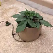 Living Soil Super Boof & Seriosa