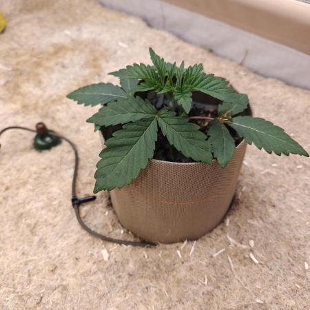 Living Soil Super Boof & Seriosa