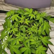 Fast buds purple lemonade