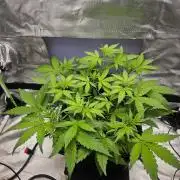Fast buds purple lemonade