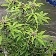 Fast buds purple lemonade