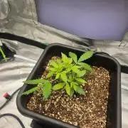 Fast buds purple lemonade