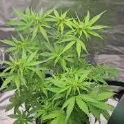 Fast buds purple lemonade