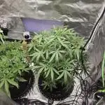 Purple lemonade RQS