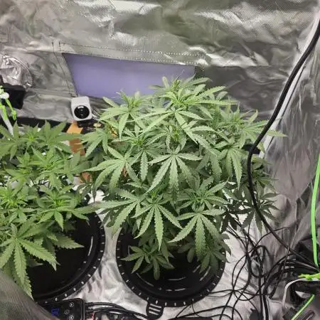 Purple lemonade RQS