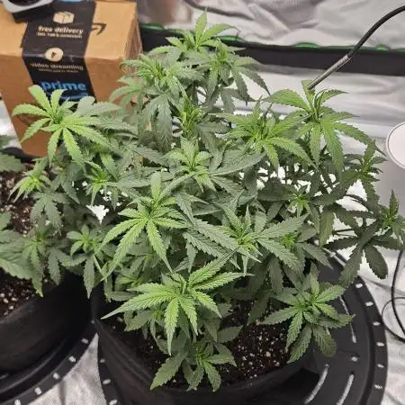 Purple lemonade RQS