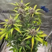 Fast buds purple lemonade