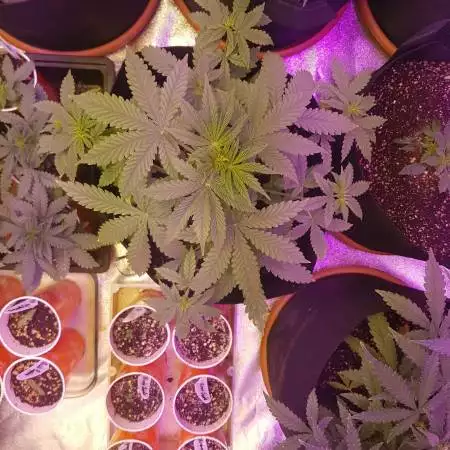 Bloody skunk auto